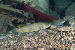 Trout spawning, Capernwray. 16mm. by Derek Haslam 